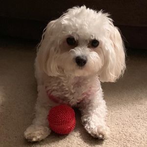 Meet your Posher, Debbie